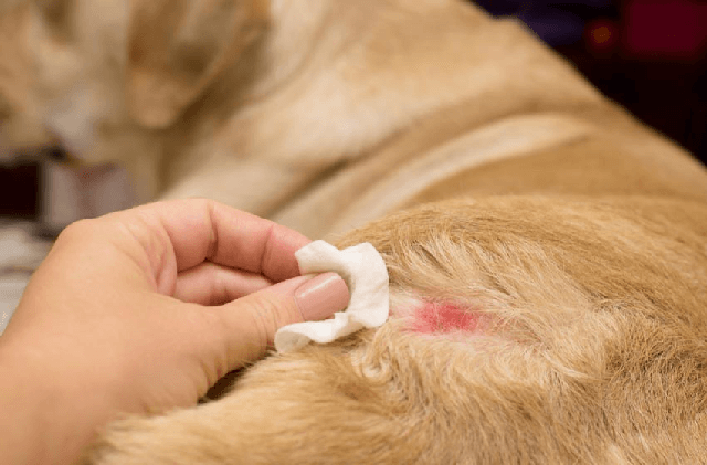 Những lưu ý khi tắm lá chữa viêm da cho chó