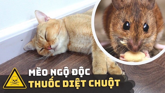 Triệu chứng của mèo dính phải thuốc chuột