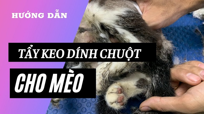 Cách làm sạch keo dính chuột trên lông mèo