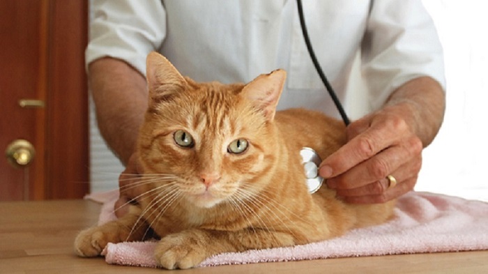 Cách chăm sóc cho mèo sốt tại nhà