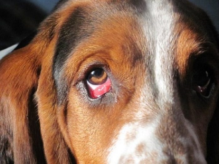 FAQ về việc chó đau mắt