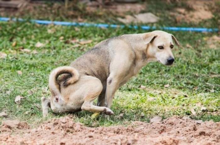 Nguyên nhân chó đi kiết lỵ