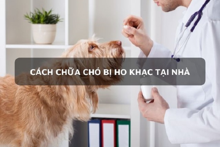 Cách chữa chó bị ho khạc tại nhà