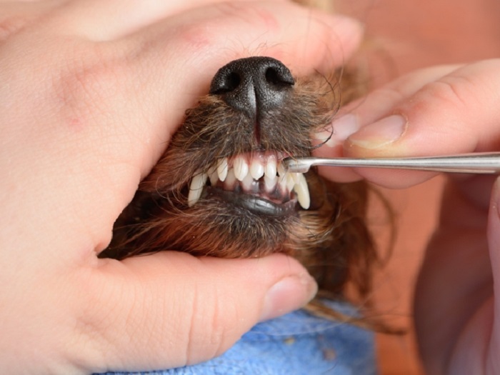 Phương pháp kiểm tra răng miệng thú cưng