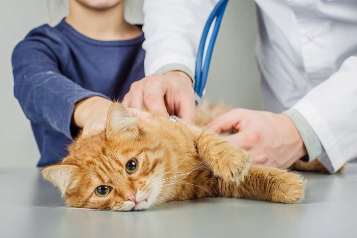 Cách điều trị mèo bị co giật