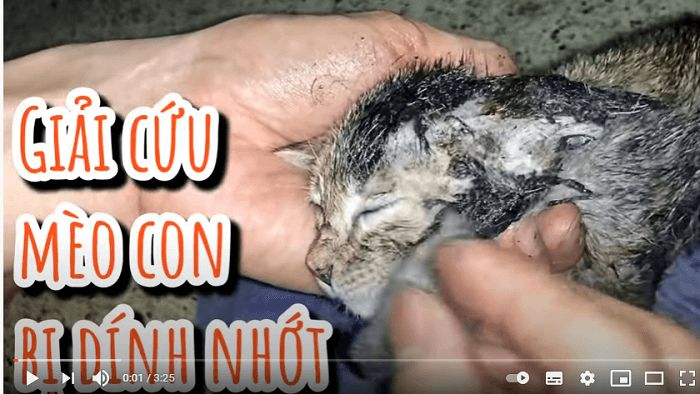 Hướng dẫn cách làm sạch cho mèo bị dính dầu nhớt