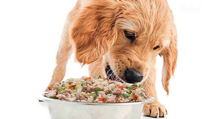 Chó ăn bao nhiêu hạt là đủ?