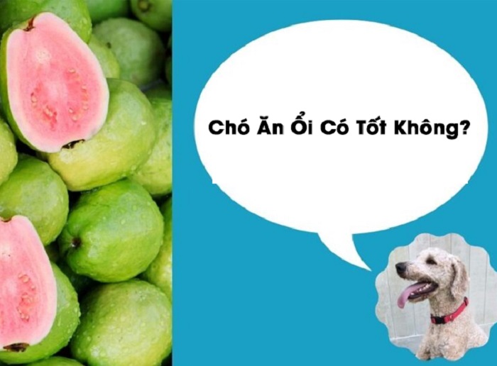 Chó ăn ổi được không?