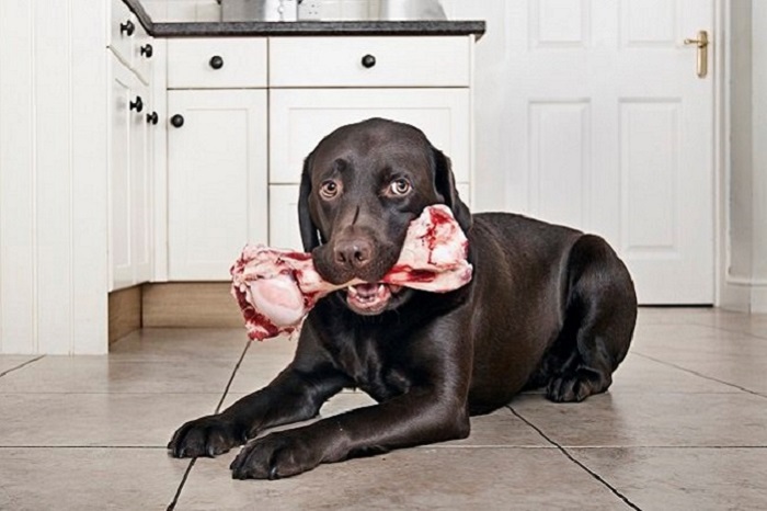 Có nên cho chó ăn xương?