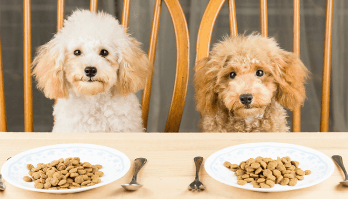 Đảm bảo dinh dưỡng phù hợp cho chó