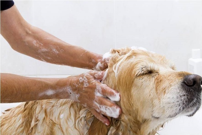 Hướng dẫn cách tắm cho chó mẹ sau sinh