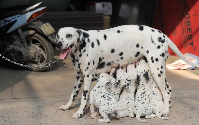 Độ tuổi chó bắt đầu sinh sản?