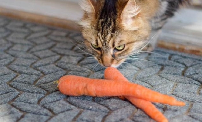 Mèo ăn được rau gì? 