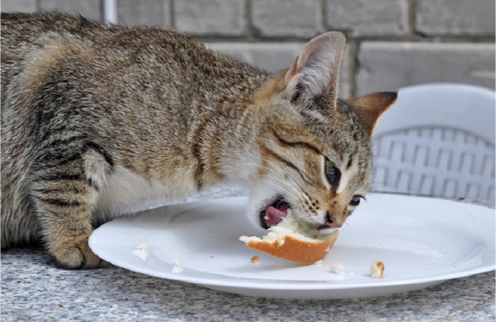 Mèo có ăn được bánh mì không?