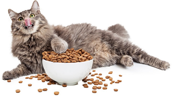  Thực phẩm cần thiết chăm sóc mèo đẻ