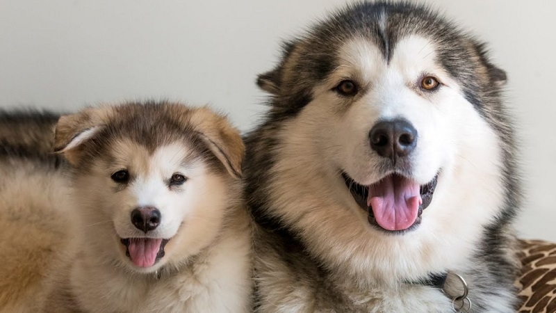 Cách phân biệt giống chó Alaska thuần chủng