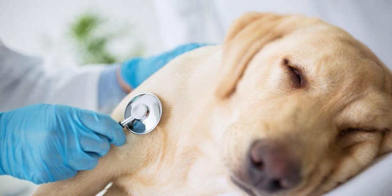 Cách chữa chó bị nôn, bỏ ăn và mệt mỏi tại nhà an toàn