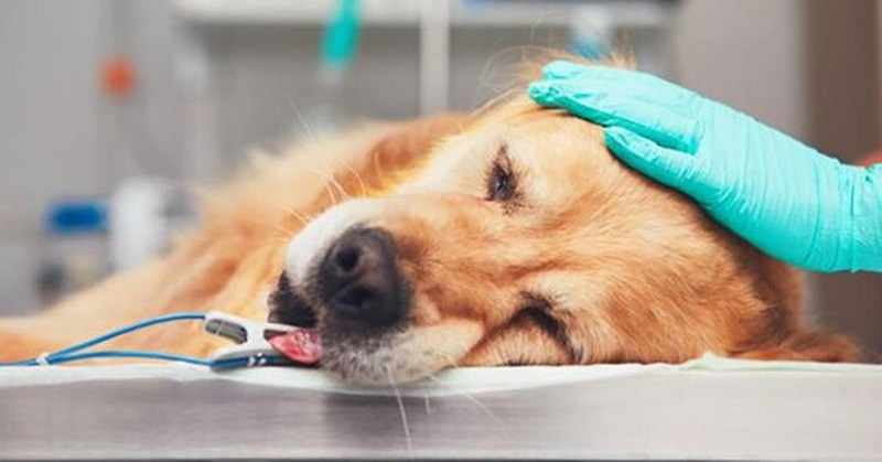Cách điều trị chó bị tiêu chảy cẩn cấp tại nhà