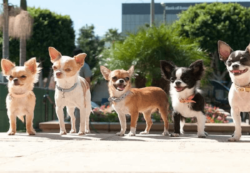 Nguồn gốc lịch sử chó Chihuahua