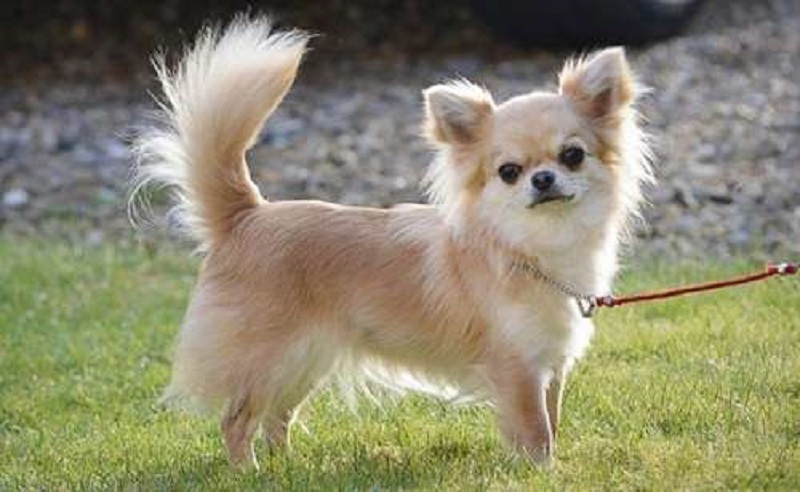 Đặc điểm nổi bật của giống chó Chihuahua