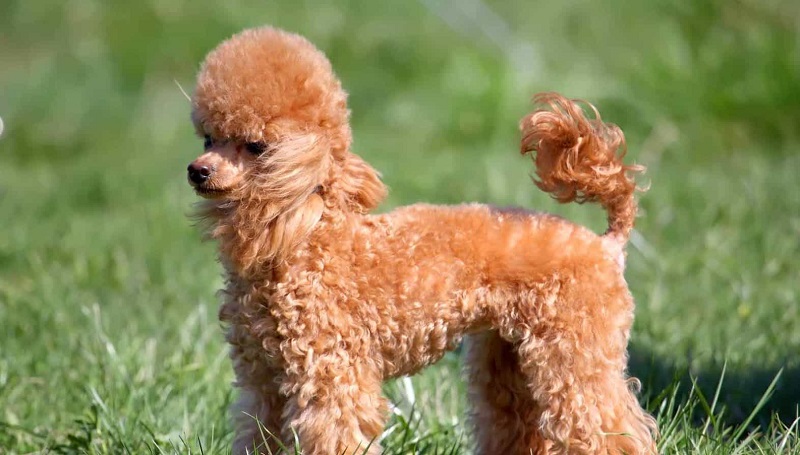 Miniature poodle có nguồn gốc từ quốc gia nào?