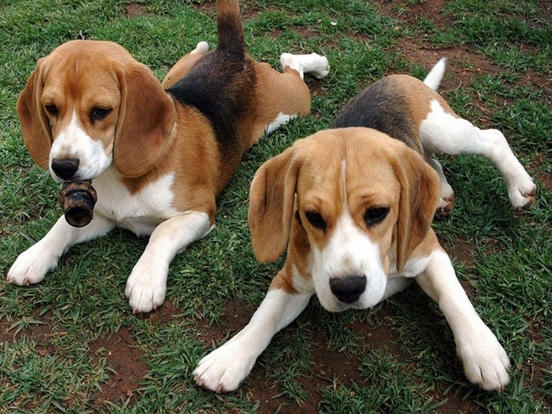 Huấn luyện cho chó săn thỏ Beagle