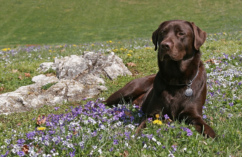 Đặc điểm ngoại hình của chó Labrador