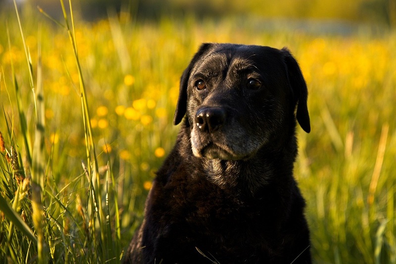 Hướng dẫn nuôi chó Labrador đơn giản