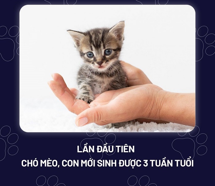 Lịch tẩy giun cho mèo con từ nhỏ tới lớn