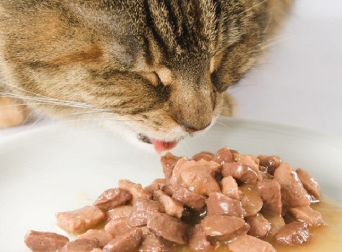 Mèo con 3 tháng tuổi ăn gì? Ăn bao nhiêu là đủ?
