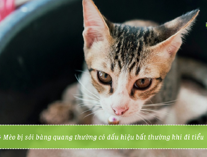 Dấu hiệu mèo bị sỏi bàng quang