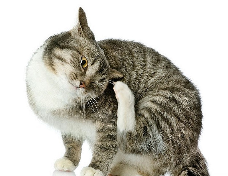Tìm hiểu về tình trạng mèo bị nấm vảy gàu