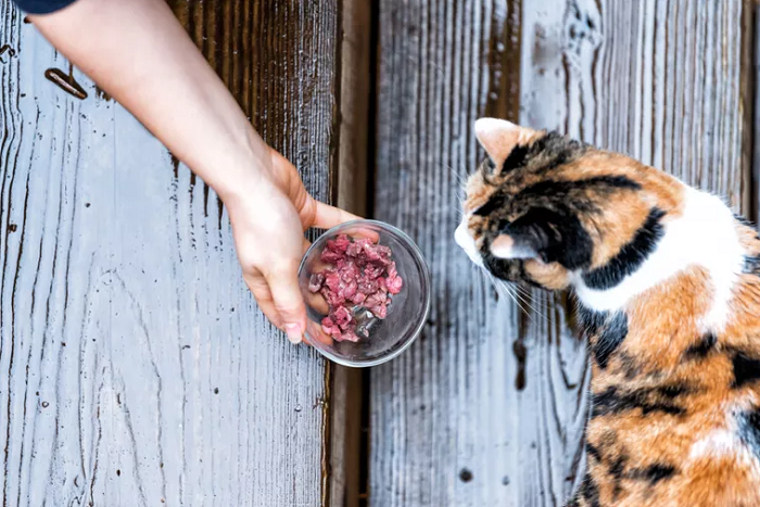 Mèo có bầu nên ăn gì để sinh con khỏe mạnh?