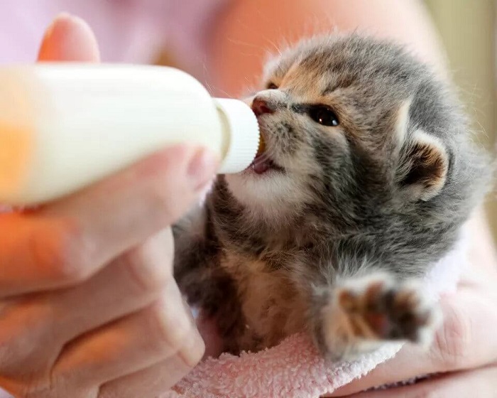 Mèo con bao lâu thì cai sữa?