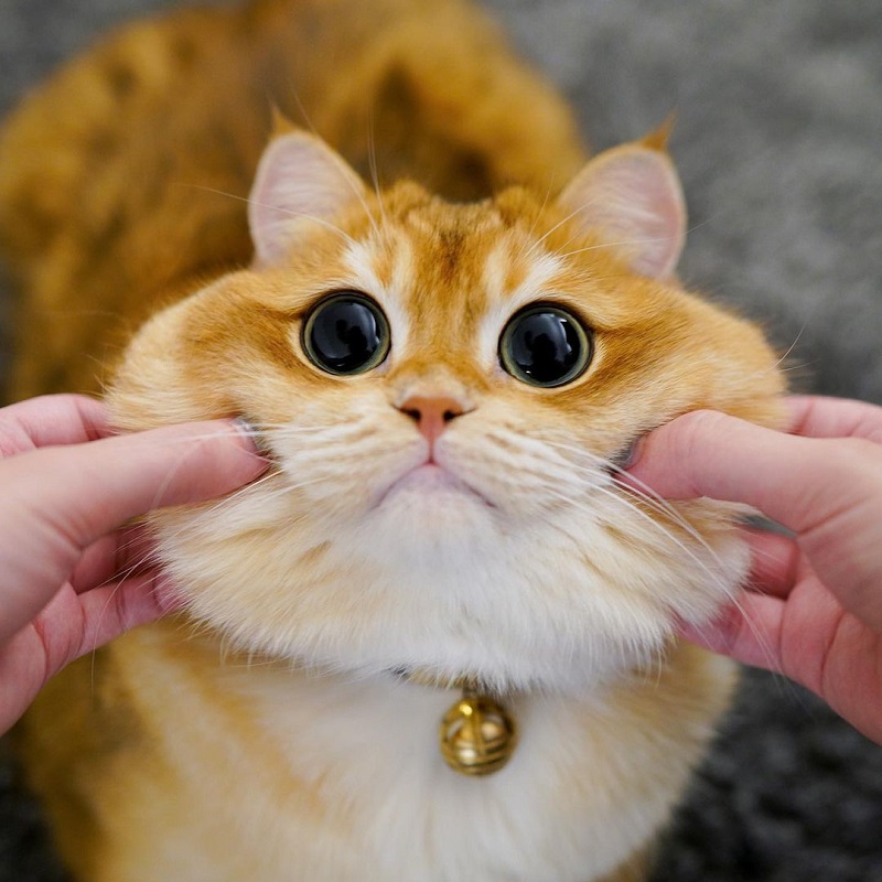Khi nào thì nên dùng thuốc nhỏ mắt cho mèo?