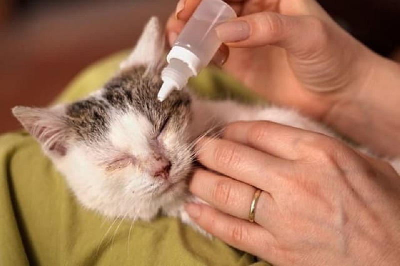 Mèo đau mắt nhỏ thuốc gì? 10 loại thuốc hiệu quả hiện nay