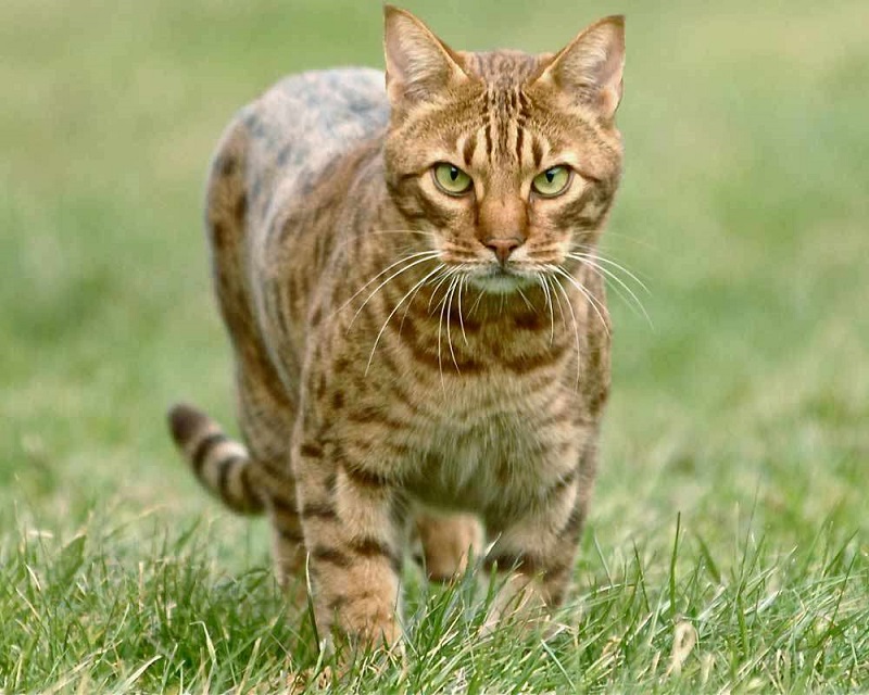 Giống mèo Ocicat có nguồn gốc ở đâu?