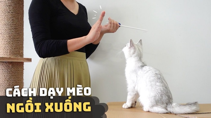 Cách dạy cho mèo ngồi