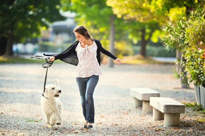 Dạy chó ngoan ngoãn khi dắt chúng đi dạo