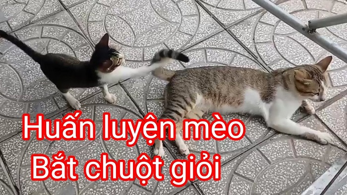 Hướng dẫn chọn mèo giỏi bắt chuột