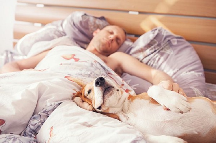 Tại sao chó thích ngủ với người?