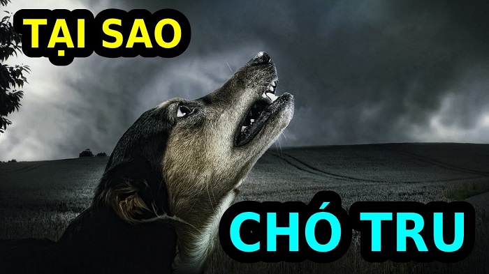 Tại sao Chó tru (hú) vào ban đêm?