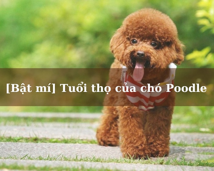 Tuổi thọ chó Poodle