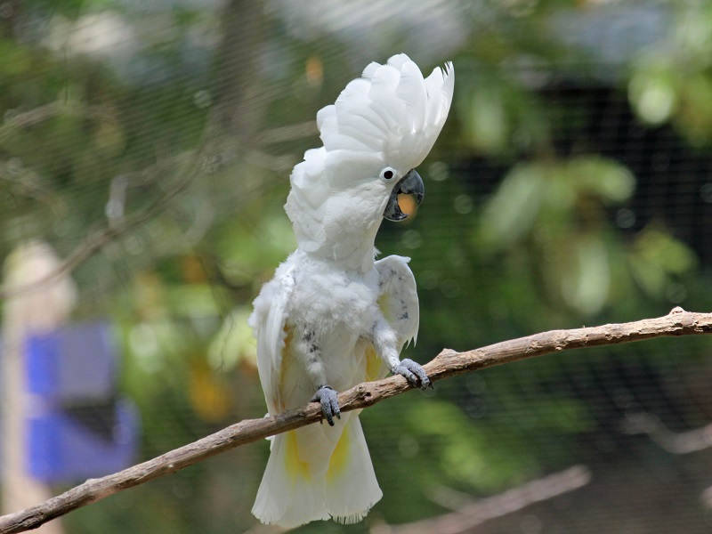 Tính cách và tập tính của vẹt Cockatoo