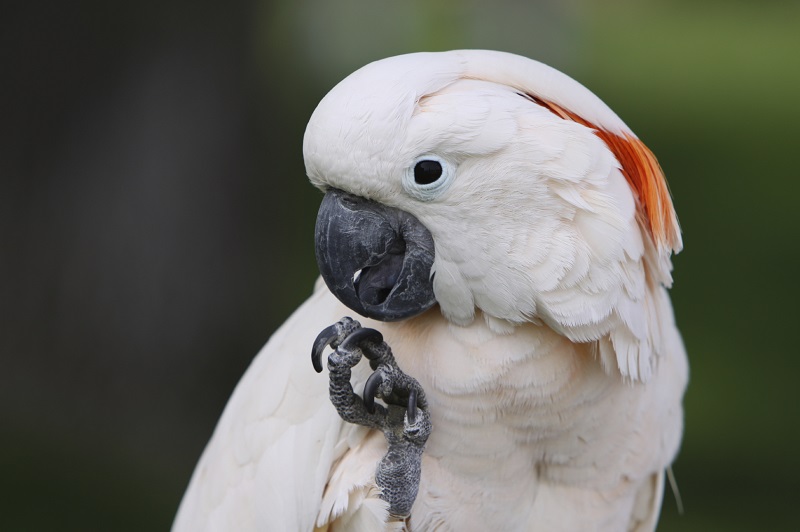 Cách nuôi vẹt Cockatoo như thế nào? 