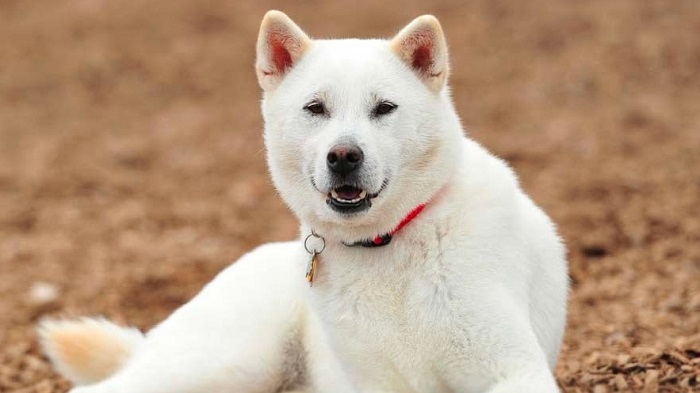 Chó Kishu - Giống chó Nhật được yêu thích tại Việt Nam
