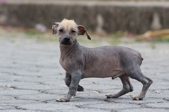Chó không lông Ecuador