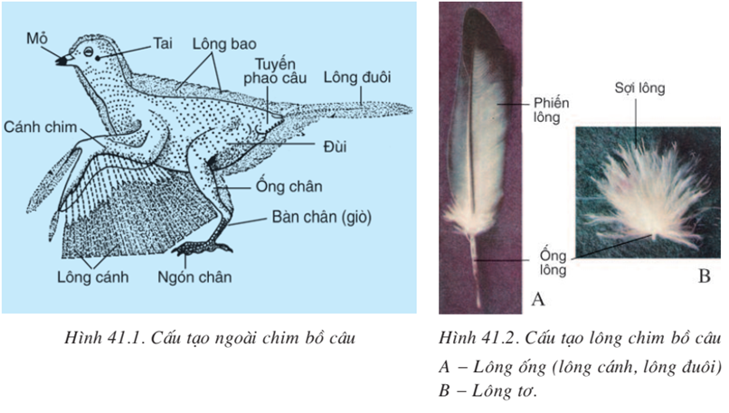 Tìm hiểu về đời sống của chim Bồ Câu