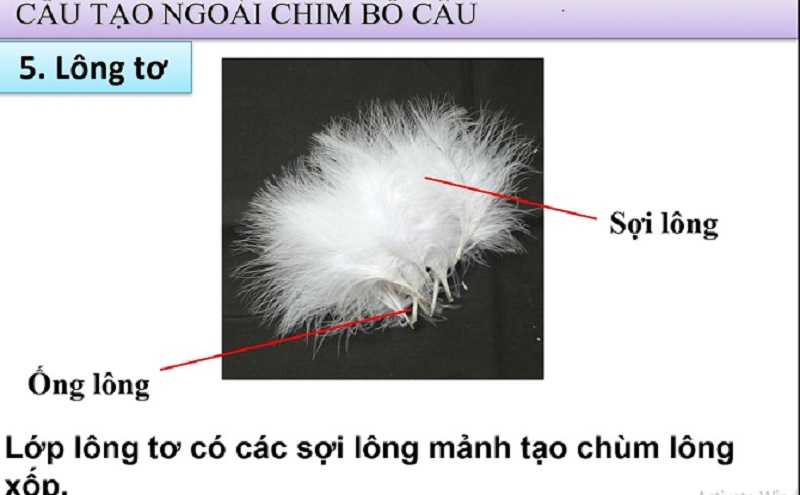 Lông ống ở chim Bồ Câu có vai trò gì?