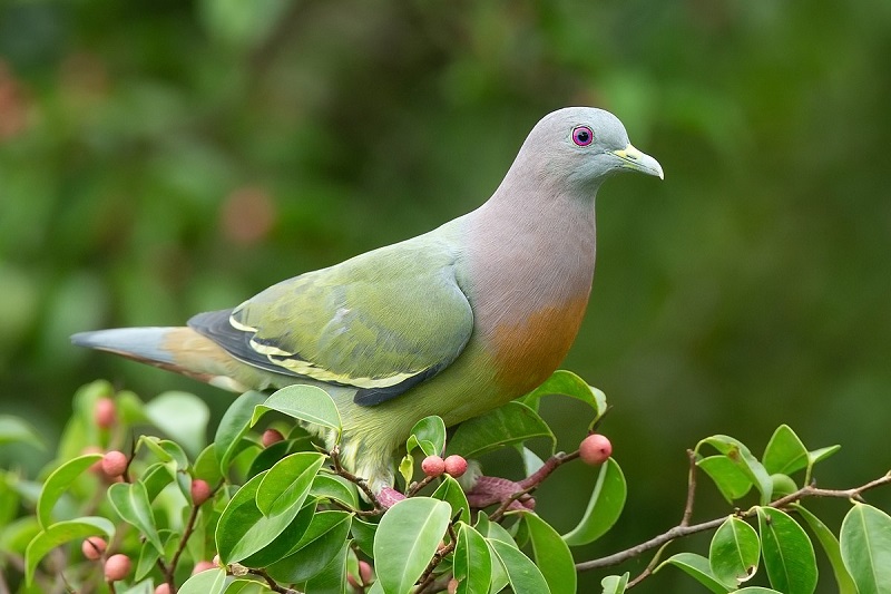 Chim Bồ Câu di chuyển bằng cách nào?